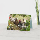 Buscar gallina tarjetas Para él