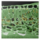 Buscar efecto del color azulejos Micrografía del electrón