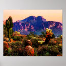 Buscar cactus de barril posters General y unisex