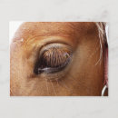 Buscar horse fotografía General y unisex