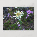 Buscar edelweiss postales Flores