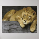 Buscar leona africana posters Naturaleza
