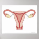 Buscar sistema posters Médico