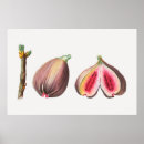 Buscar higos posters Plantas