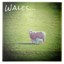 Buscar ovejas azulejos Campo