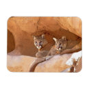 Buscar puma imanes Animal