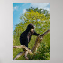 Buscar altitud fotografía Fotografía de vida silvestre