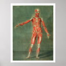 Buscar sistema muscular posters Médico