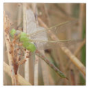 Buscar dragón verde posavasos Libélulas verdes