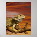 Buscar pogona posters Conchas