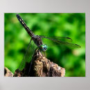 Buscar entomología posters Libélula