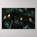 Buscar goldfinches decoracion Pinzón