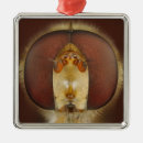 Buscar moscas adornos Animal