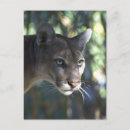 Buscar puma fotografía León de montaña
