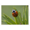 Buscar ladybeetle Pájaro
