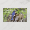 Buscar bluebird tarjetas de visita Fotografía