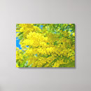 Buscar mimosa lienzos Naturaleza