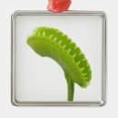 Buscar moscas adornos Flor