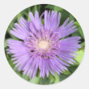 Buscar aster pegatinas Jardín