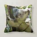 Buscar árbol de eucalipto cojines Koala