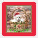 Buscar maltese pegatinas Perros