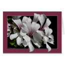 Buscar pelargonium Rosa