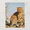 Buscar leopardo en un árbol postales África