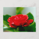 Buscar de condolencia fotografía Rosas