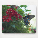 Buscar mariposas azules bonitas alfombrillas de raton Naturaleza