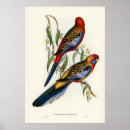 Buscar parakeet posters Animal