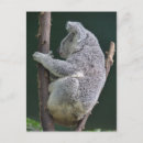 Buscar koala divertida postales Animal