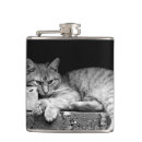 Buscar ladrillo petacas Gatito