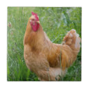 Buscar gallina fotografía Animales