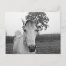 Buscar caballo blanco y negro postales Para todos