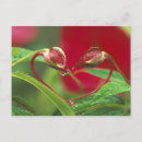 Buscar begonia postales Rojo