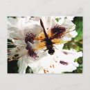 Buscar flora y fauna postales Insecto