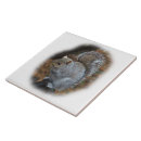Buscar ardilla azulejos Gris