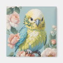Buscar parakeet imanes Paracaídas