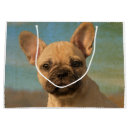 Buscar bouledogue Animal