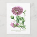 Buscar somniferum otros Floral