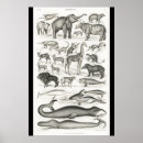 Buscar elefante blanco negro posters Animales