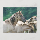 Buscar caballos postales Marrón