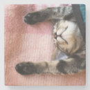 Buscar el dormitar Gatito