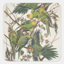 Buscar parakeet pegatinas Pájaros
