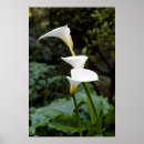 Buscar calla lilies arte Lirio de calla