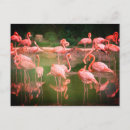 Buscar pink flamingo postales Florida