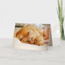 Buscar coon tarjetas Felino
