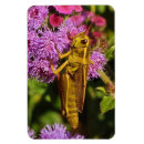 Buscar grasshopper imanes Saltamontes