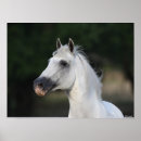 Buscar caballo andaluz posters Andaluciano