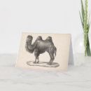 Buscar camel tarjetas Desierto